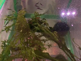 PREGNANT MOLLY I NEED HELP