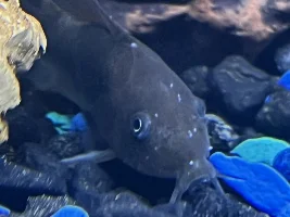 Green Cory Question!!