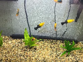 EMO's Eventual Aquaponic Thirty