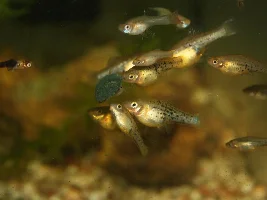 Catemaco platy