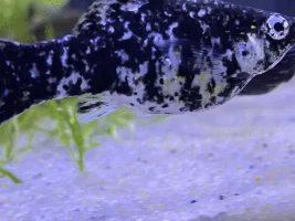 Is this camallanus worms or just poop?