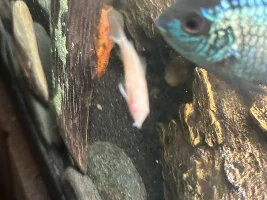 A couple of my Aufwuchs eaters