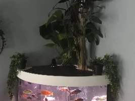 Thought on my new riparian plants