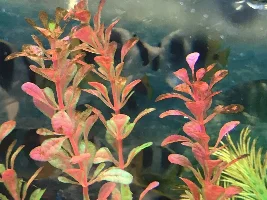 Algae growing in my tank - what do I do?