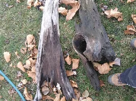 driftwood fail