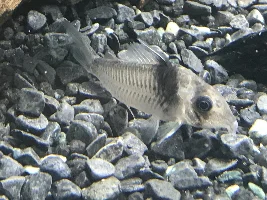 109g planted tank