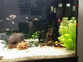 Losing tetras