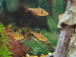 New additions
