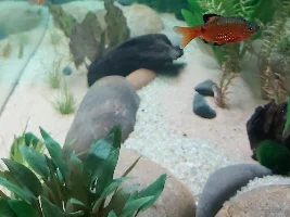 River stream 53g