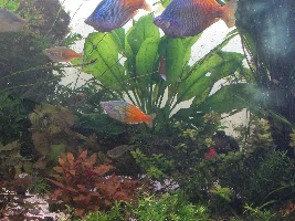 Alternanthera reineckii rosaefolia. Best bet for low tech tank color.