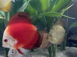 New 252l tank - Discus Behaving Weird