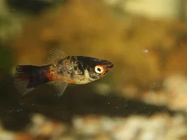 Calico bumblebee platy