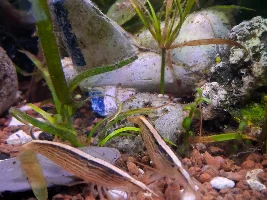 Shrimp show!