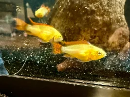 A few juvenile A. cacatuoides growing up