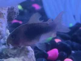Is this white spot? (Ich)