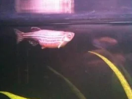 Sick Zebra Danio - Bloated Or Fat?