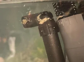 What is this ?