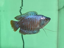 Dwarf Gouramis Gender?