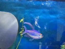 What is this fish?!