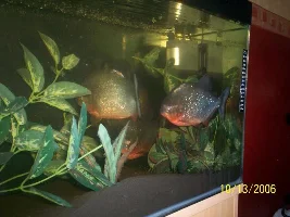 My Oddballs