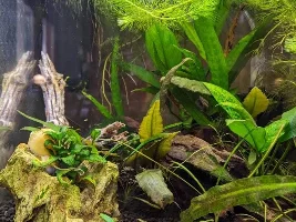 Algae Identification, if that's what it is and discussion (pics Included)