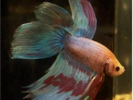 More bettas