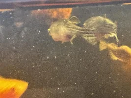 Zebra danio