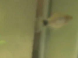 Lethargic platy laying on the gravel - help