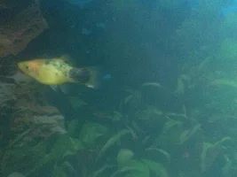 Help!