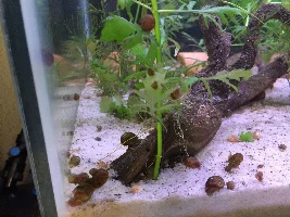Snails...OMG