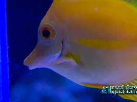 Saltwater pics