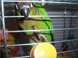 New Parrot! Name Suggestions Please