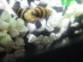 Are they eating eachother?
