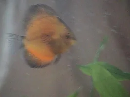 Discus Id Please