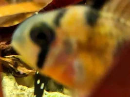Personable fish, and those not personable