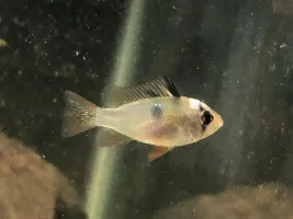 is my ram ok?