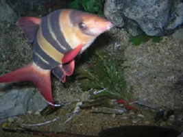 Why You Shouldnt Keep Clown Loaches In Small Tanks