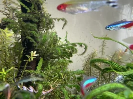 Getting tank back to full health!