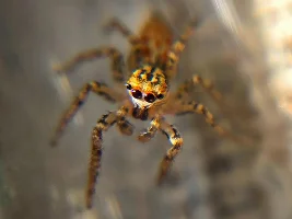 Any insect collectors amongst us?
