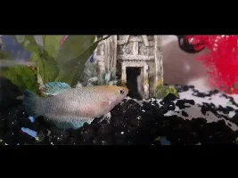 Betta belly!