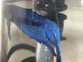 Betta fin rot?? Help?