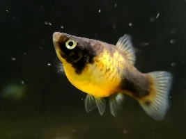 My Livebearers