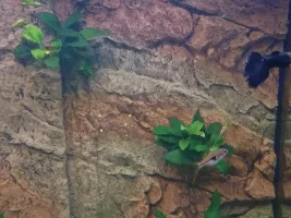Help with fin rot please