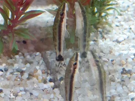 Mollies