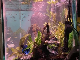 29 gallon Betta tank
