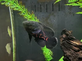 HELP! How to save fish