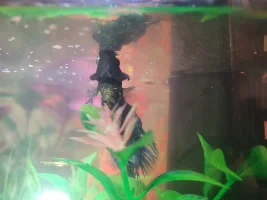 Help! Can anyone tell me whats wrong with my betta?