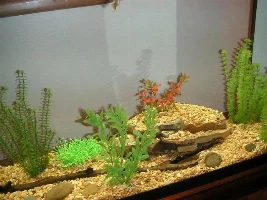 Pics of new aquarium from novice