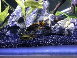 Need help sexing Apistogramma cacatuoides