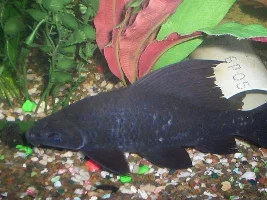 took some pics of my oscars falling asleep